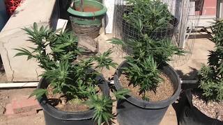 Outdoor grow 2019 5 week update