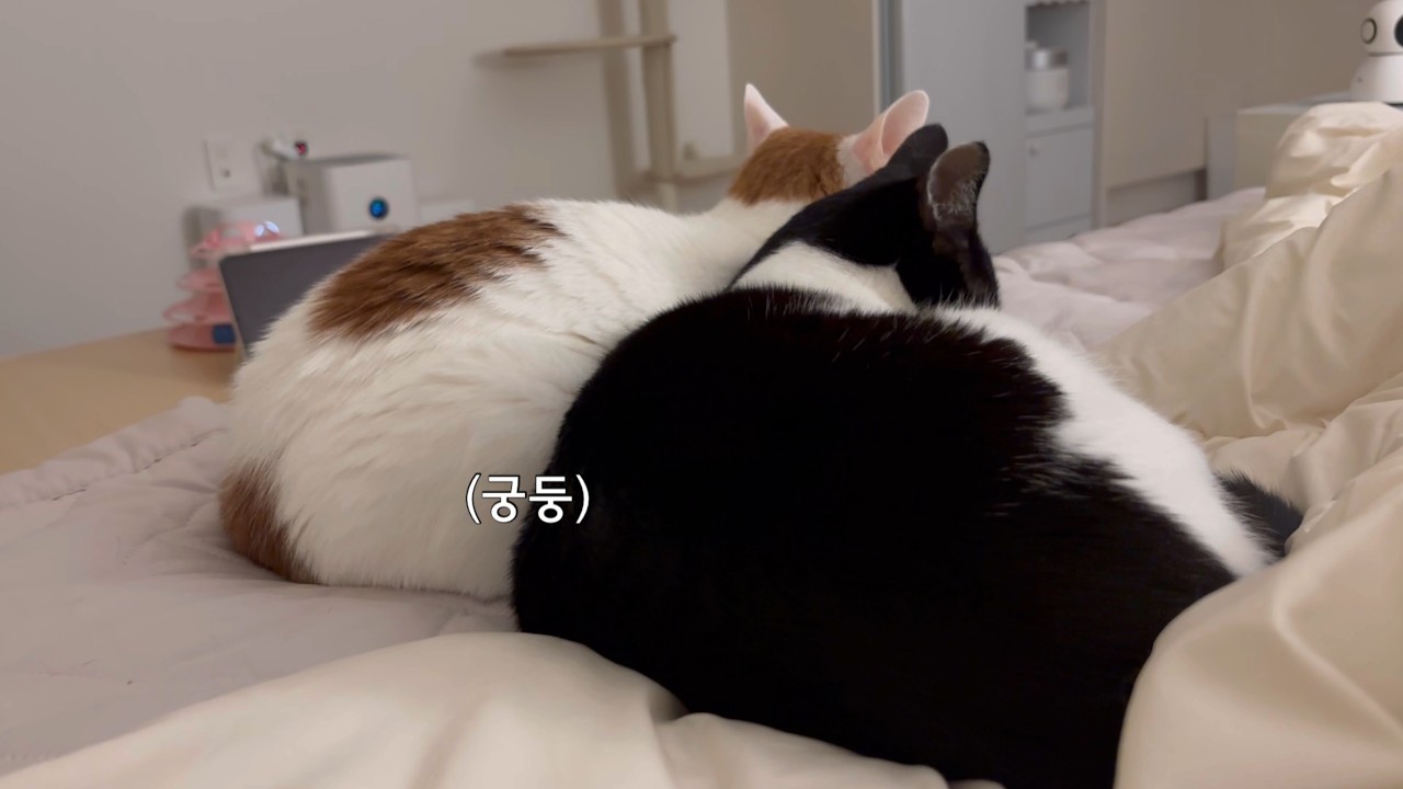 고양이 궁둥이+궁둥이 = 귀여움