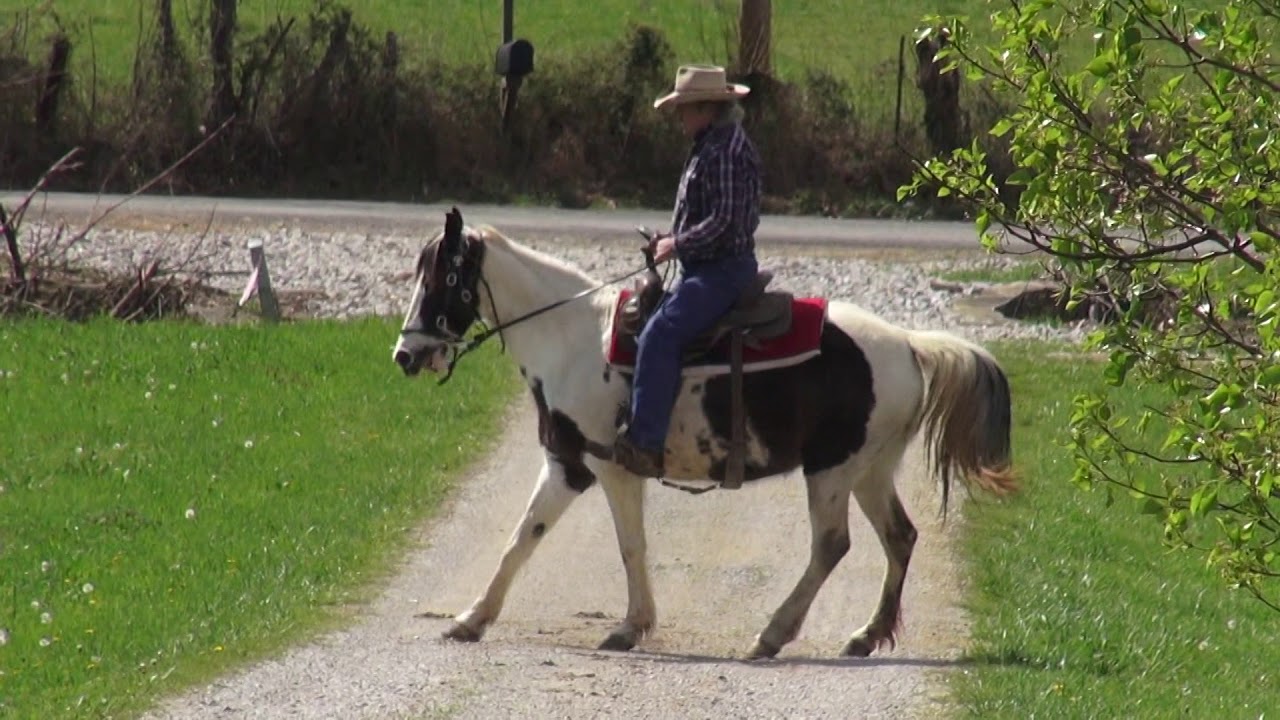 Barn Sour Horse And Buddy Sour Youtube