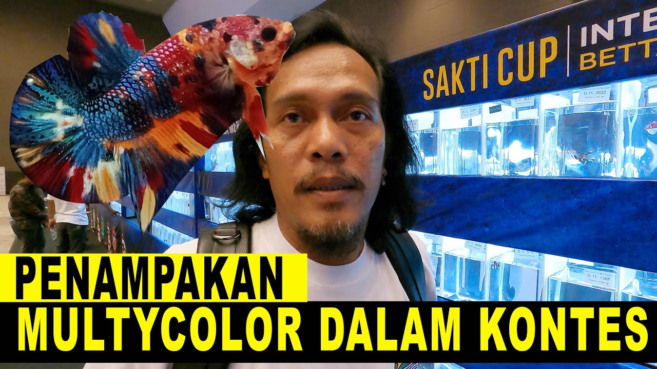 CUPANG MULTYCOLOR DI KONTES SEPERTI INI MODEL NYA - SAKTI CUP KALIKAN JIEXPO 2022