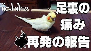 足裏の痛みが再発しました(24歳オカメインコ足裏の痛み闘病記1)