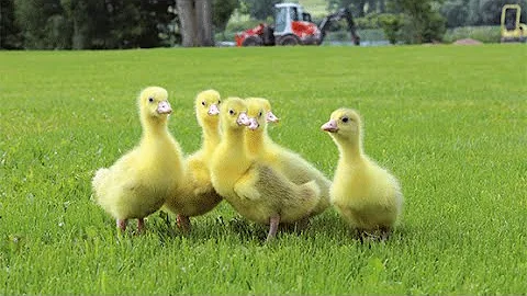 Eskildsen Breeding geese