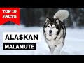 Alaskan Malamute - Top 10 Facts の動画、YouTube動画。