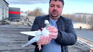 картинка: Гоняем с крыши бакинских голубей