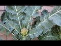 Garden walkthrough  february 25 2024