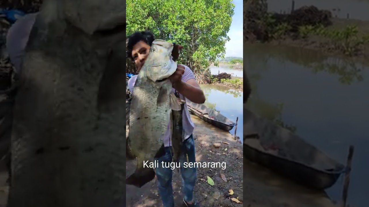 hasil mancing di kali tugu semarang . HTM prahu 25rb aja sepuasnya. spot di rumpon2 atau bakau