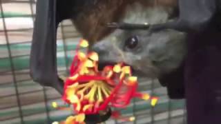 Bats love blossom:  this is Pickles with Firewheel blossom