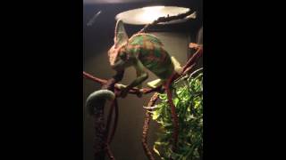 Chameleon Eats Worm