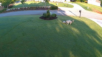 Reolink Captures: Unexpected Pillow Thief