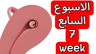 الاسبوع السابع من الحمل اهم تطورات الام والجنين واهم النصائح 🚫 7week