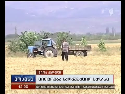 სოფელ სობისში მოსავლის აღება ქართული კომბაინებით დაიწყო