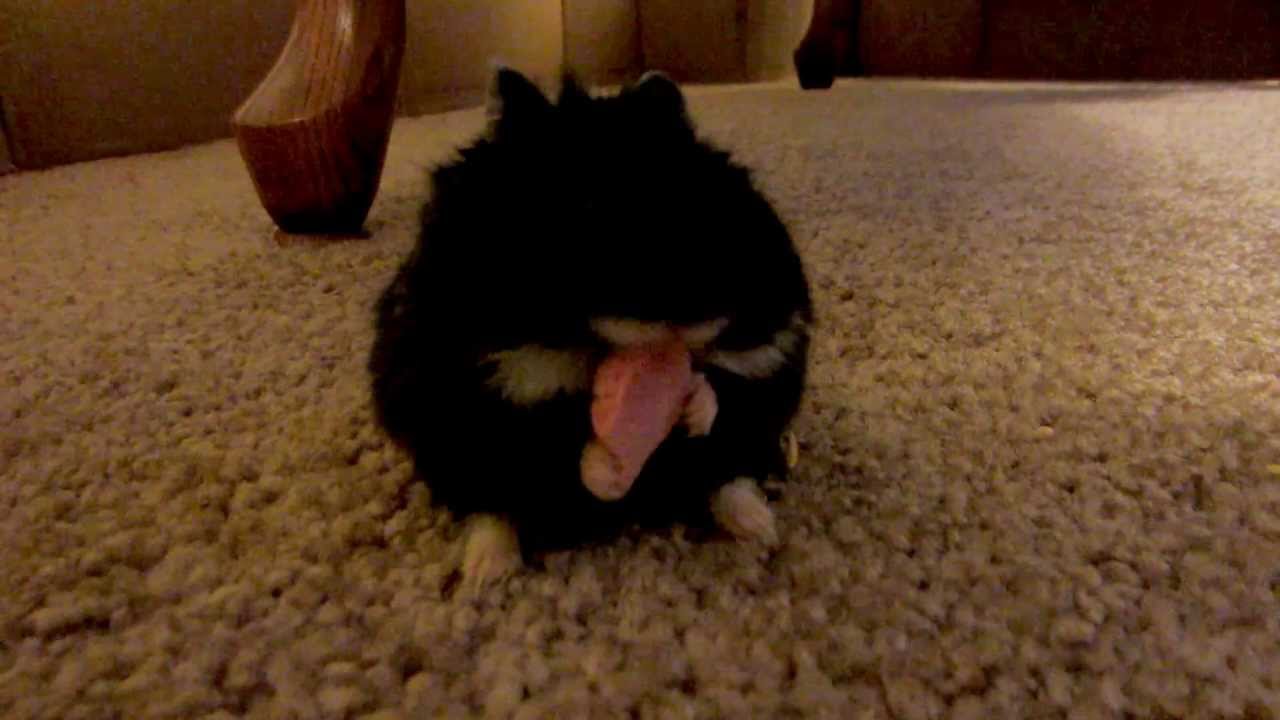 Tuxedo Hamster eating Yogurt Drop! YouTube