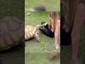 Girl saves a turtle stuck in a mud pit #animals