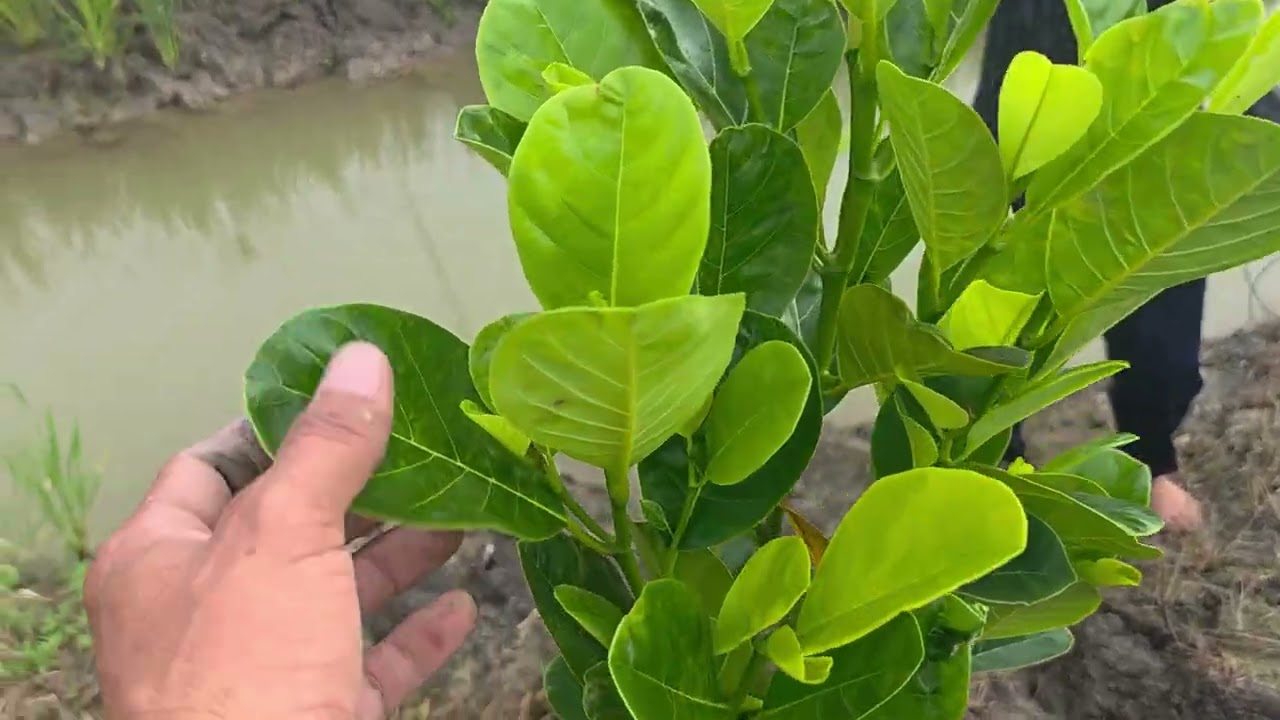 Chằn Neo Mít Còn Nhỏ Mới Hiệu Quả Cao.Lh:0949777827 Gặp Vĩnh.