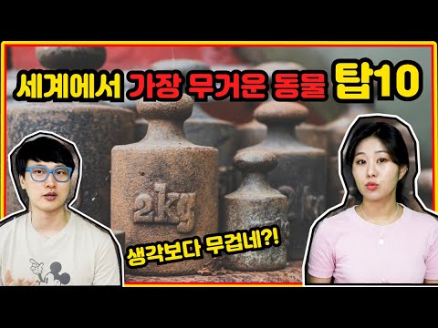 세계에서 가장 무거운 동물 탑10 _ 무거운 동물,세상에서 가장 무거운 동물