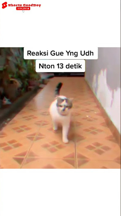 Ada yang sudah ngeliat 13 detik ? #shorts #334 #funny #funnyvideo #funnyvideos #kucinglucu #viral