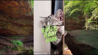 Cat Ringtone| Voice|#catringtone #catvoice #catsofyoutube #billi #billikartimeowmeow #billikivideo screenshot 4