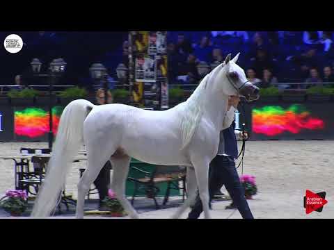 Video: Canadian Horse