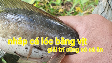 Vào mùa nhắp cá lóc bằng vịt #câu chơi mà có cá ăn ||Phương fishing , hunting trap