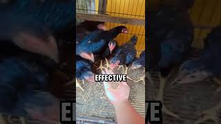 Download Lagu Voordelen van het kweken van maden #natuur #korte broek MP3