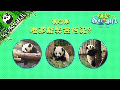 【Panda & Friends S3】—Ep3 In the Name of Buddy Love? 20170315 | iPanda
