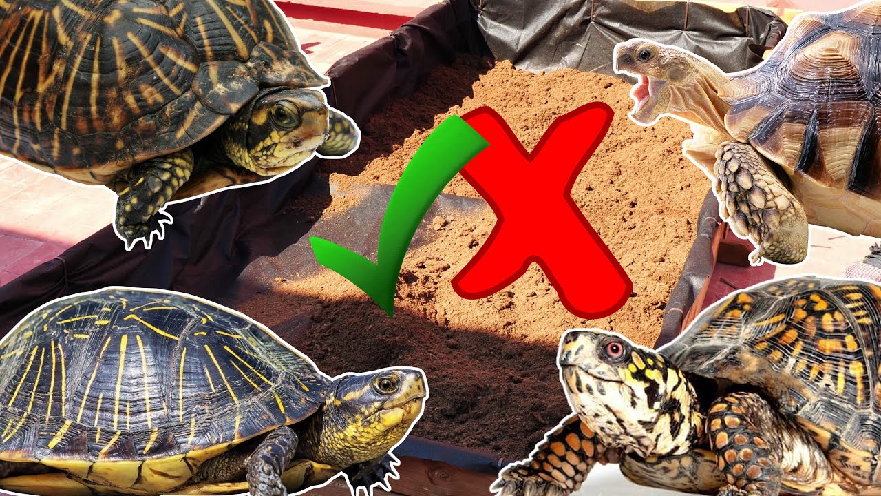 termómetro botella Y equipo 🐢TERRARIO para TORTUGAS de TIERRA CASERO de EXTERIOR 👌🆗 [cómo hacer]  PASO A PASO - YouTube