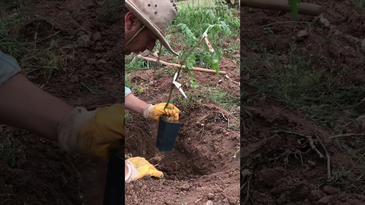 FISTIK Fidanı dikiminde dikkat edilmesi gerekenler