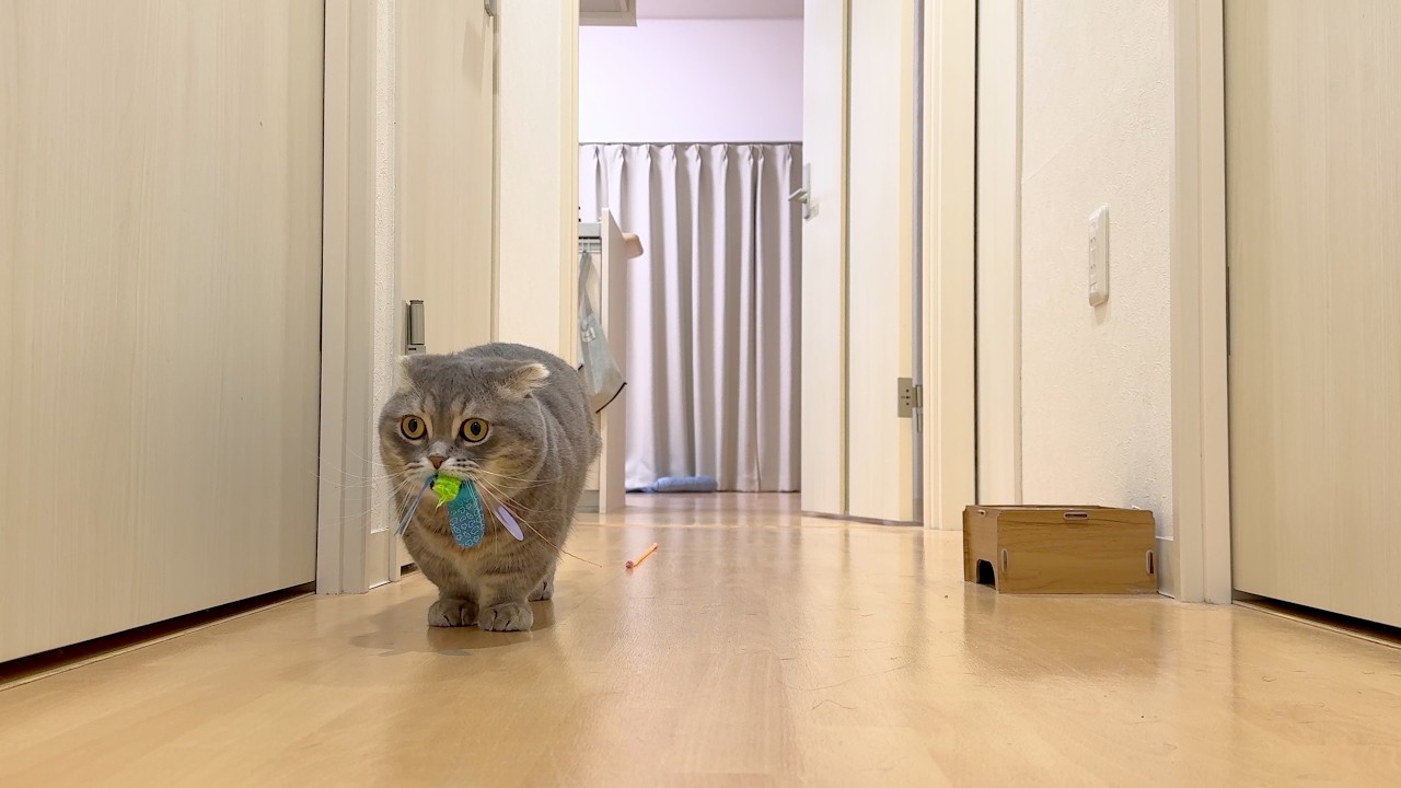 My Cat Brings Me Toys at 5AM… to Play [Eng Sub] - YouTube