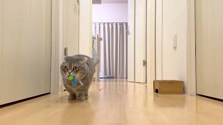 朝5時、遊んで欲しくて部屋の前にオモチャを持ってくる猫