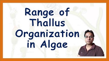 Range of Thallus organization in Algae | B.Sc. 1 | M.Sc. 1 | PGT BIOLOGY |  NEET Biology