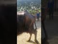 الجرب في الجاموس اسبابه واعرضه وعلاجه