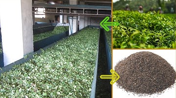 How Tea Is Processed | Persian Tea Processing