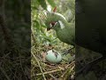 Rare Guinea Turaco Chick Hatches in a Hidden Rainforest Nest 🐣🌿