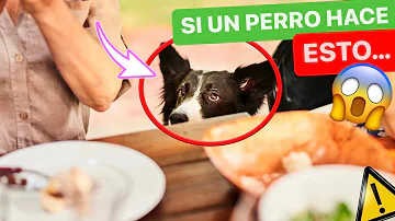 ¿Debe tocar a su perro mientras come?