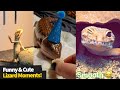 Who said lizards couldnt be entertaining cute  funny lizard compilation