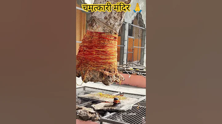 चमत्कारी वृक्ष |🌲Flying Tree in Hansi Haryana ( India ) | Samadha Mandir Hansi