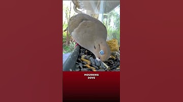 Mourning DOVE Bird Watching 🐦 Backyard Birds #shorts #birdwatching #birdfeeder