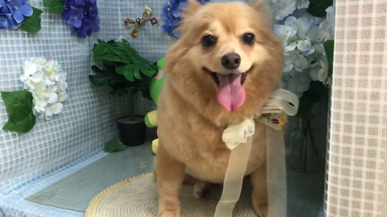 コン太ちゃんと遊ぶ♪ - YouTube