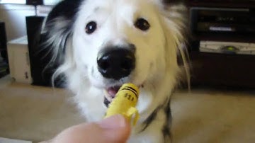 Amazing Dog Tricks by Paige the Border Collie!