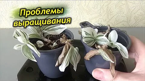 Болезни и вредители Традесканции. Как лечить растение?