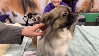 NYC LIVE 🗽 Dog Days at the AKC 'Meet the Breeds'  Event #nyc #puppy  #travel