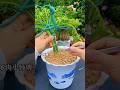 Portulaca Magic 🌸 | Unique Plant Design Technique | Viral Gardening Hack 2025 #gardening