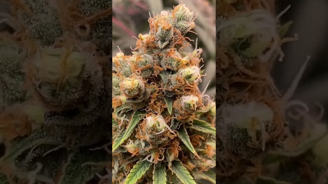 Strain super market. Forbidden fruit. 😂 👀 at the phenos. Last one 🍌 can’t take the light 🤣