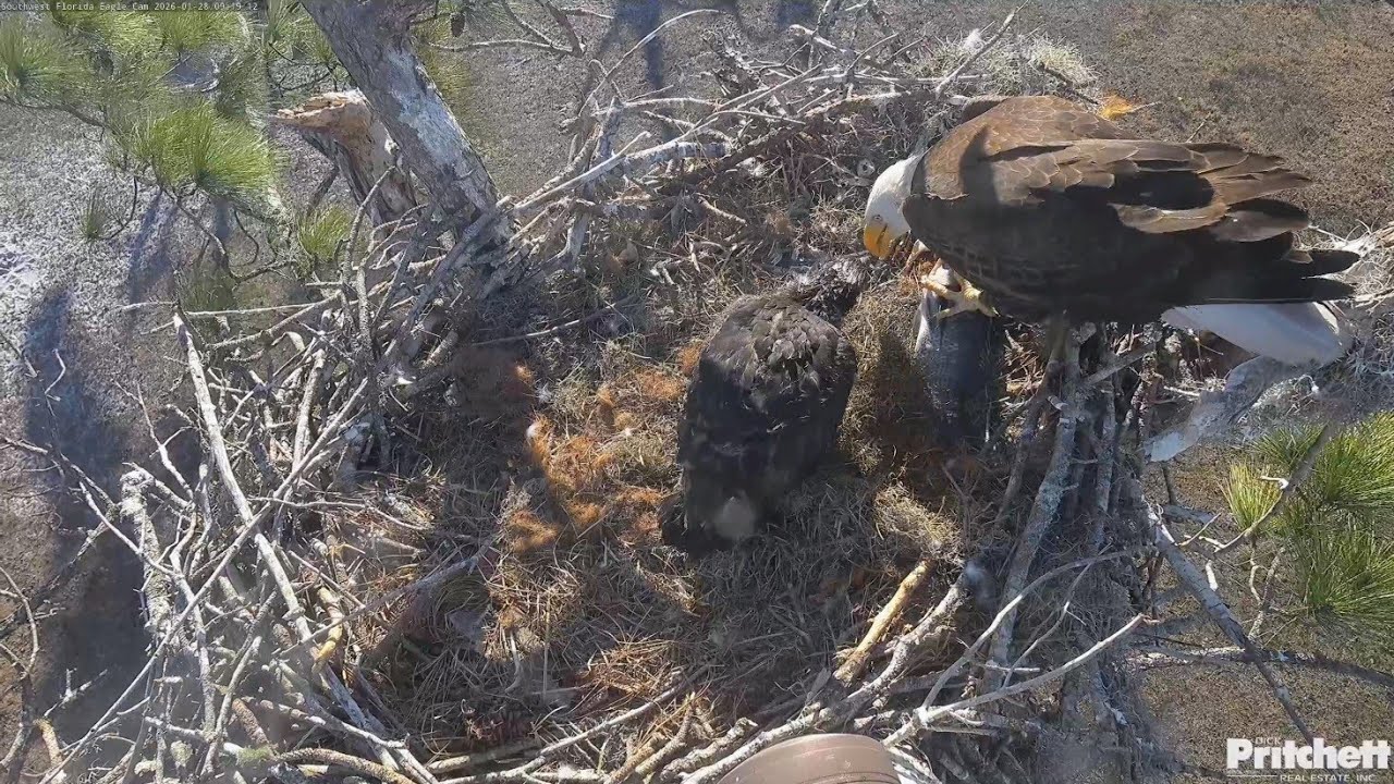 SWFL EAGLE CAM 2026.1.28 Two feedings, practising flapping.