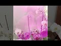 Update to my orchids