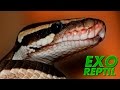 Exo Reptil - Piton Bola Comiendo Ratón ( Python regius )