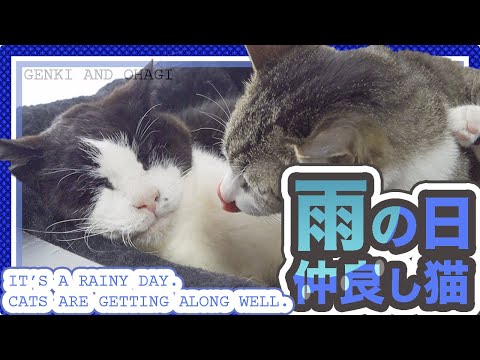 雨の日仲良し猫