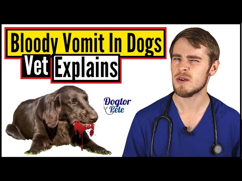 Why Is My Dog Vomiting Blood? | Bloody Vomit In Dogs | Veterinarian Explains | Dogtor Pete