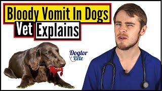 Why Is My Dog Vomiting Blood? | Bloody Vomit In Dogs | Veterinarian Explains | Dogtor Pete