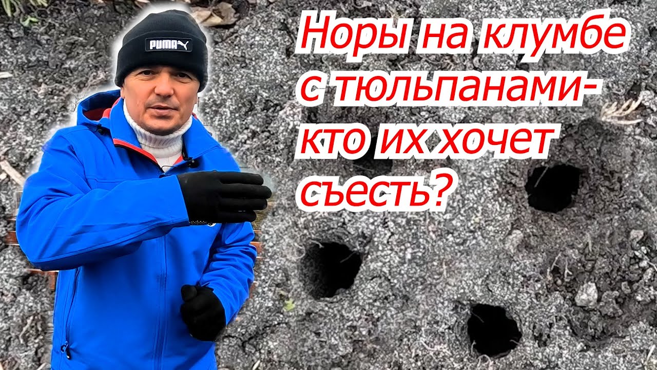 Тюльпаны и лилии весной могут не зацвести. Норки на клумбе с тюльпанами.